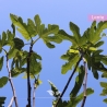 Ficus carica | Gardline Ficus carica | Gardline