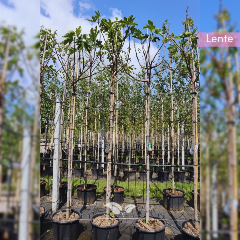 Vijgenboom - Vijg - Ficus carica | Gardline