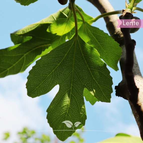 Ficus carica | Gardline