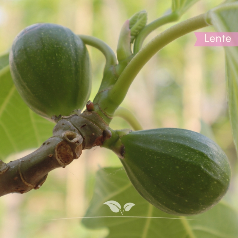 Vijgenboom - Vijg - Ficus carica | Gardline