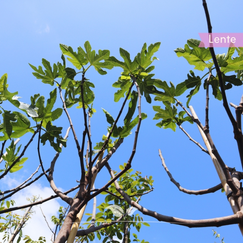 Vijgenboom - Vijg - Ficus carica | Gardline