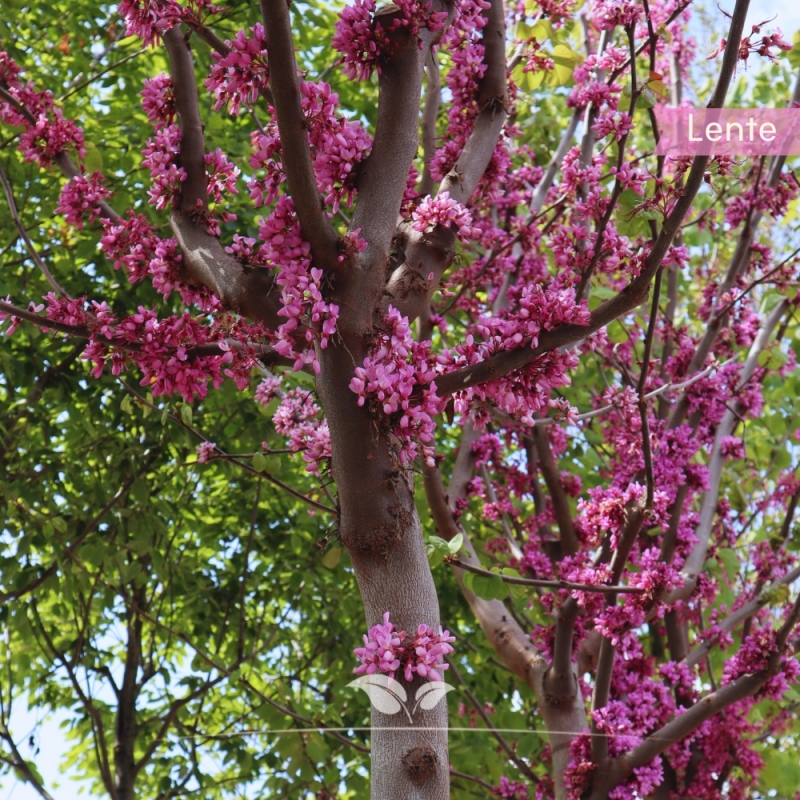 Judasboom Cercis Siliquastrum 250 350 Cm