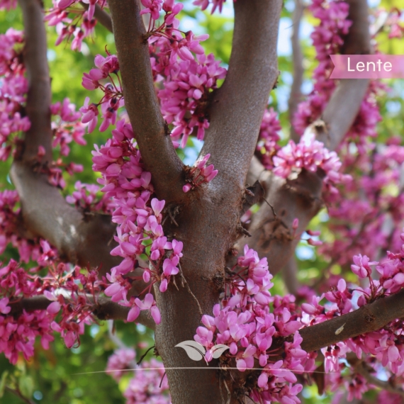 Cercis siliquastrum | Gardline