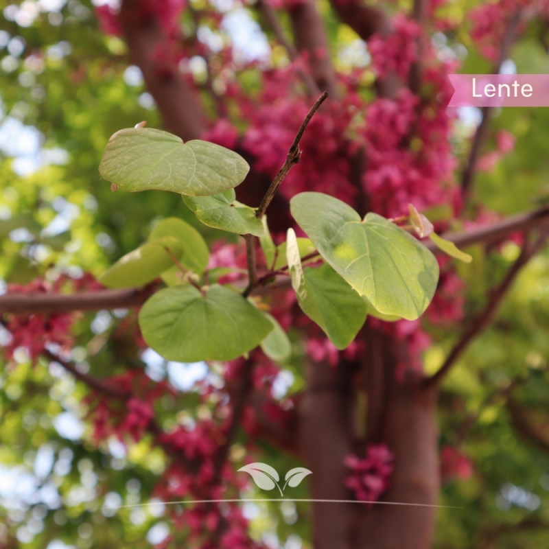 Judasboom - Cercis siliquastrum | Gardline