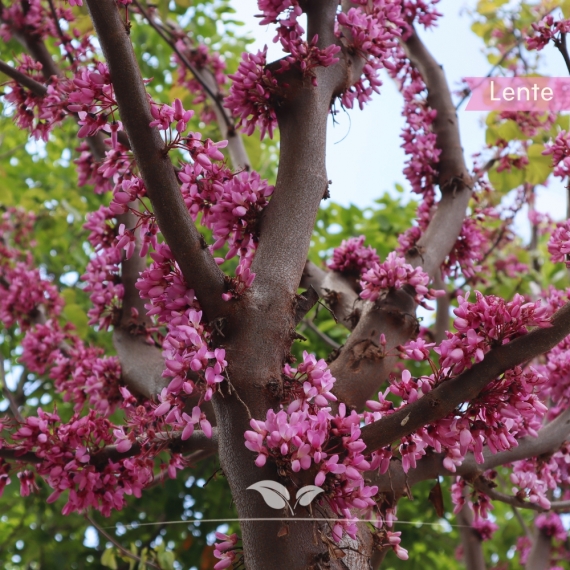 Cercis siliquastrum | Gardline