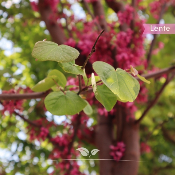 Cercis siliquastrum | Gardline