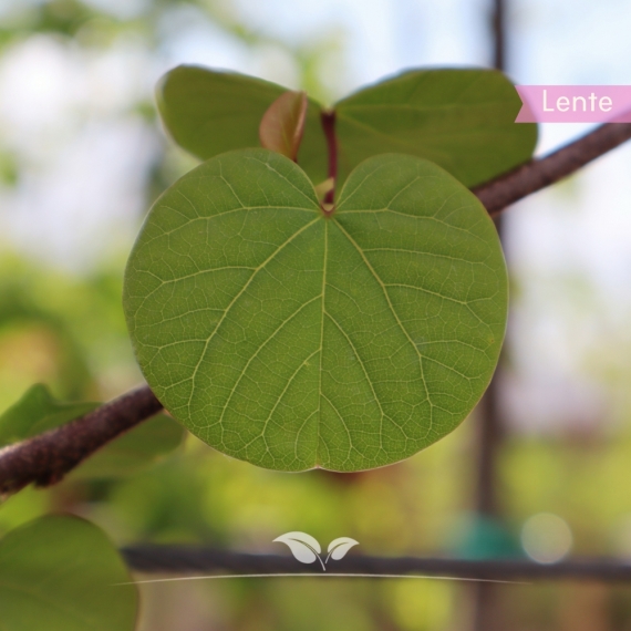 Cercis siliquastrum | Gardline