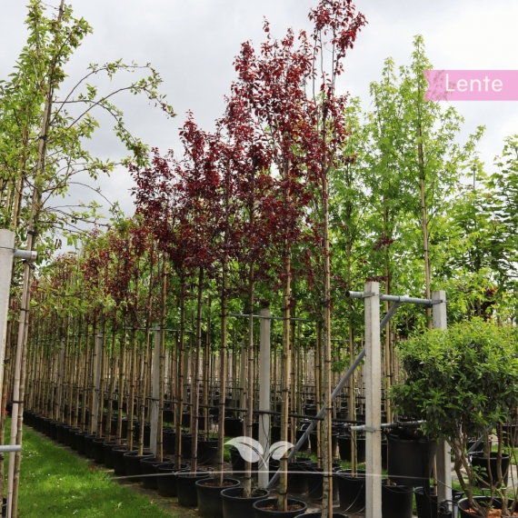 Prunus cerasifera Nigra | Gardline