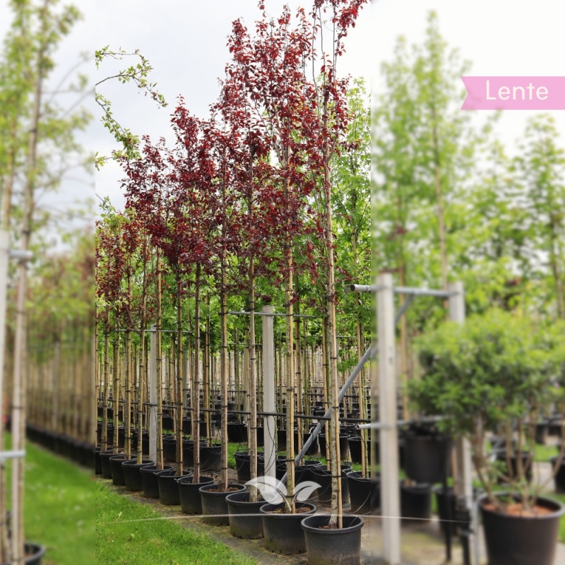 Rode Kerspruim - Sierpruim - Prunus cerasifera Nigra | Gardline