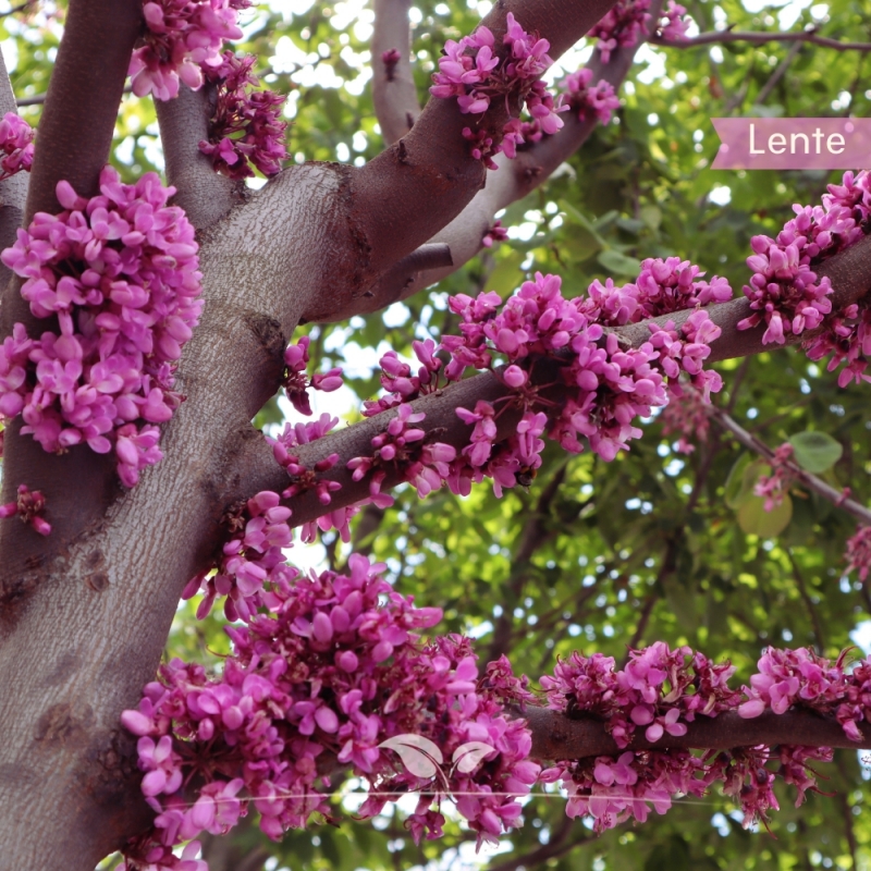Cercis siliquastrum | Gardline