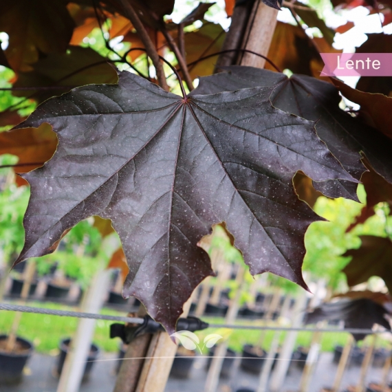 Acer platanoides Royal Red | Gardline