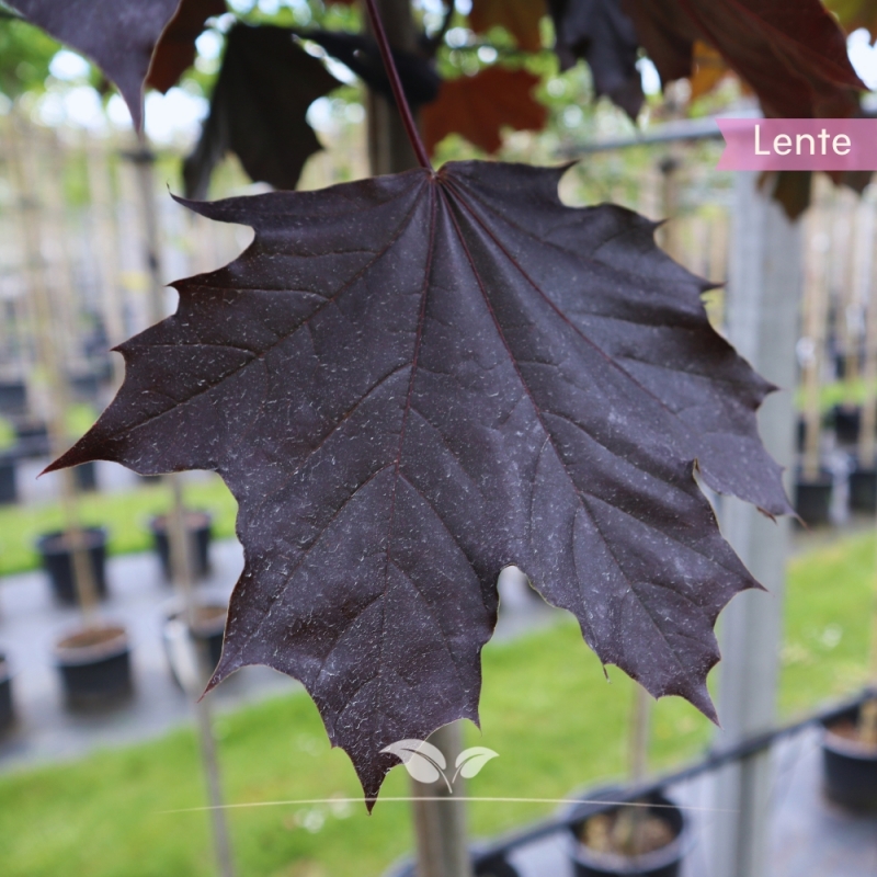 Roodbladige Noorse Esdoorn Royal Red - Acer platanoides Royal Red | Gardline