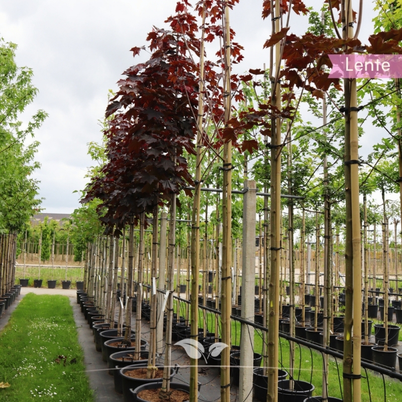 Roodbladige Noorse Esdoorn Royal Red - Acer platanoides Royal Red | Gardline
