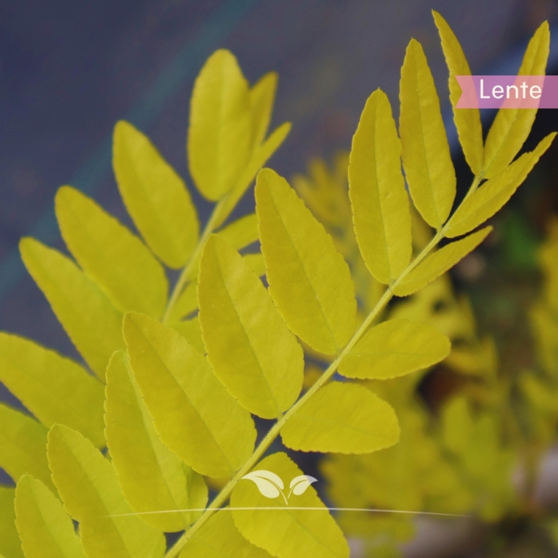 Valse Christusdoorn Sunburst - Gleditsia triacanthos Sunburst | Gardline