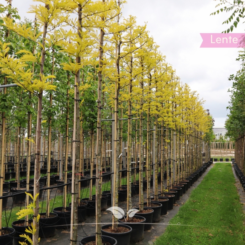 Valse Christusdoorn Sunburst - Gleditsia triacanthos Sunburst | Gardline