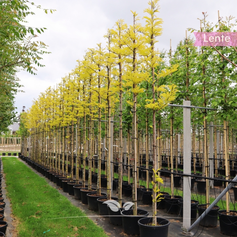 Valse Christusdoorn Sunburst - Gleditsia triacanthos Sunburst | Gardline