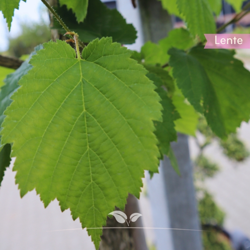 Boomhazelaar - Turkse Hazelaar - Corylus colurna | Gardline