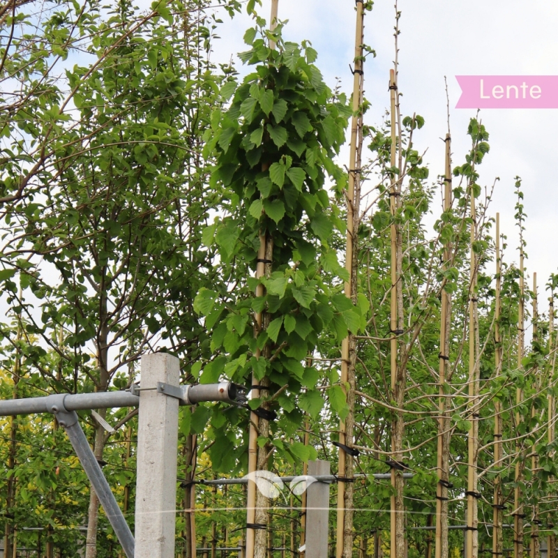 Boomhazelaar - Turkse Hazelaar - Corylus colurna | Gardline