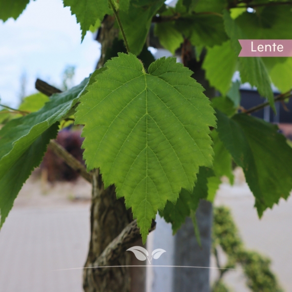 Corylus colurna | Gardline