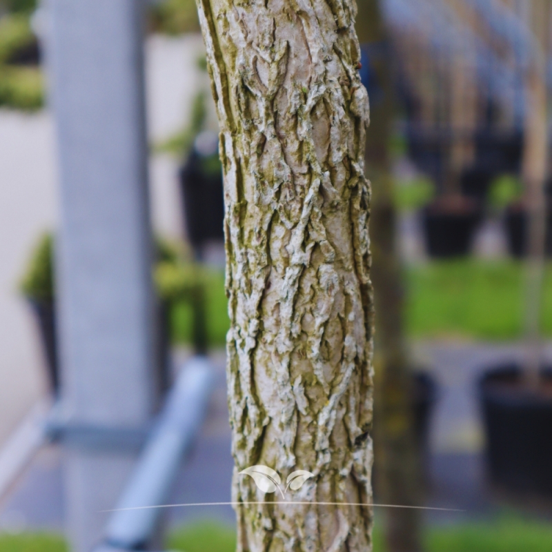 Boomhazelaar - Turkse Hazelaar - Corylus colurna | Gardline