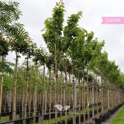 Japanse sierkers | Prunus serrulata Kanzan | Gardline