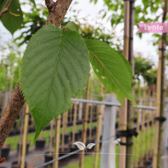 Japanse sierkers | Prunus serrulata Kanzan | Gardline