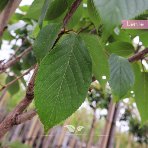 Japanse sierkers | Prunus serrulata Kanzan | Gardline