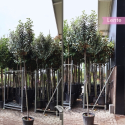 Olijfwilg 150-250 cm | Gardline