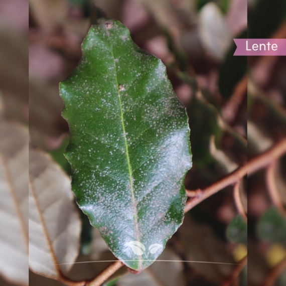 Elaeagnus ebbingei | Gardline