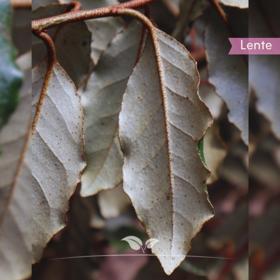 Elaeagnus ebbingei | Gardline