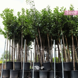 Laurierboom 'Novita' 250-300 cm | Gardline