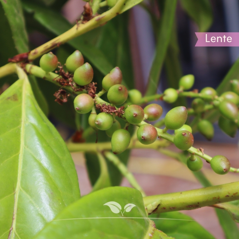 Laurier Novita - Laurierkers Novita - Prunus laurocerasus Novita | Gardline