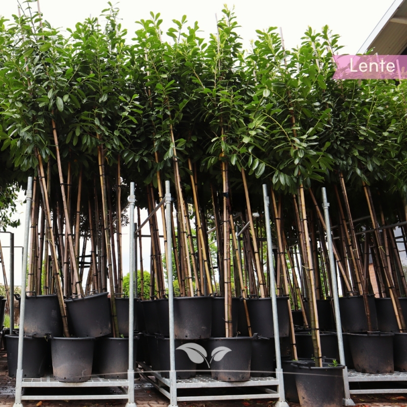 Prunus laurocerasus Novita | Gardline