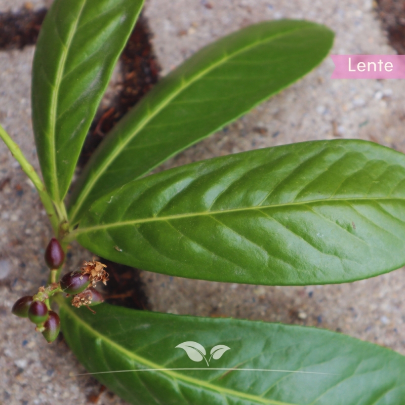 Prunus laurocerasus Novita | Gardline