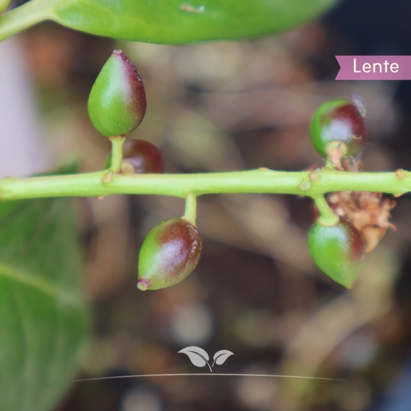 Laurier Novita - Laurierkers Novita - Prunus laurocerasus Novita | Gardline