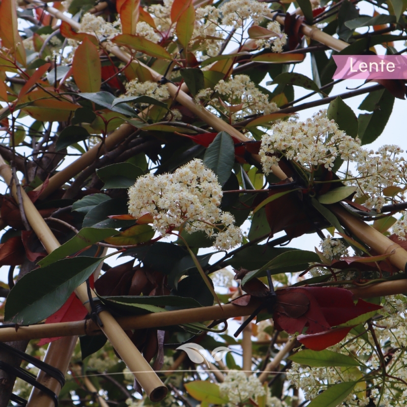 Glansmispel Red Robin - Photinia fraseri Red Robin | Gardline