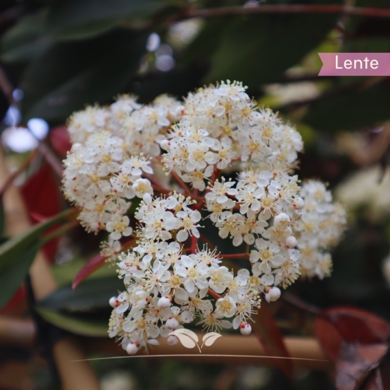 Photinia | Gardline