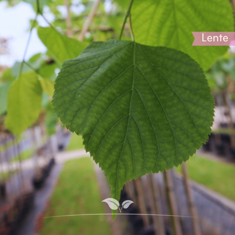 Koningslinde Pallida - Tilia europaea Pallida - Leiboom | Gardline