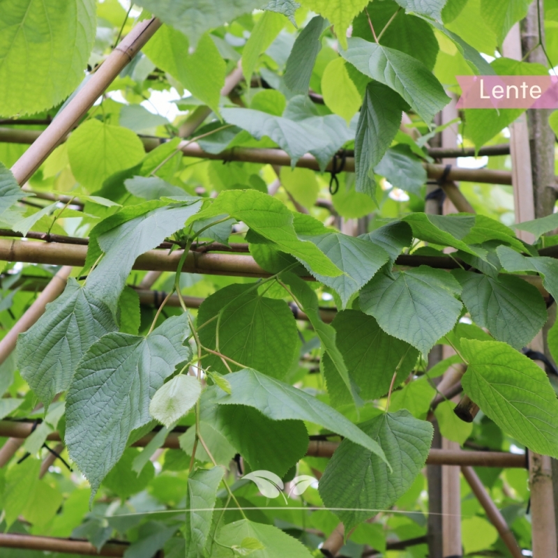 Koningslinde Pallida - Tilia europaea Pallida - Leiboom | Gardline