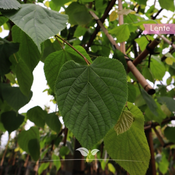 Koningslinde Pallida - Tilia europaea Pallida - Leiboom | Gardline Koningslinde Pallida - Tilia europaea Pallida - Leiboom | Gardline