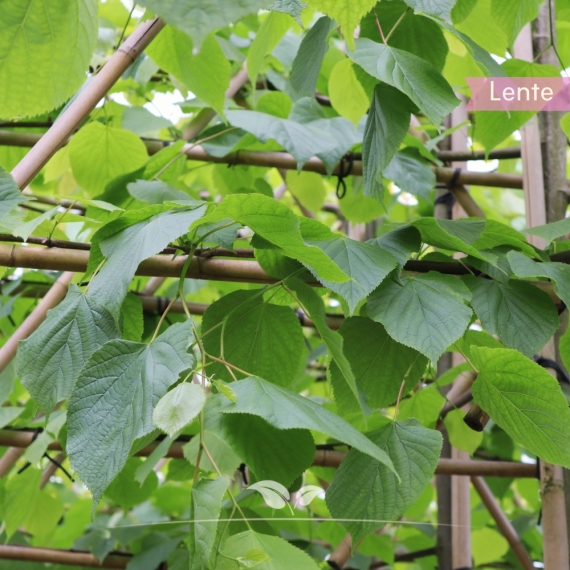 Koningslinde Pallida - Tilia europaea Pallida - Leiboom | Gardline Koningslinde Pallida - Tilia europaea Pallida - Leiboom | Gardline