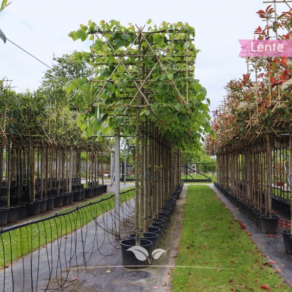 Koningslinde Pallida - Tilia europaea Pallida - Leiboom | Gardline Koningslinde Pallida - Tilia europaea Pallida - Leiboom | Gardline