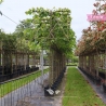 Koningslinde Pallida - Tilia europaea Pallida - Leiboom | Gardline Koningslinde Pallida - Tilia europaea Pallida - Leiboom | Gardline