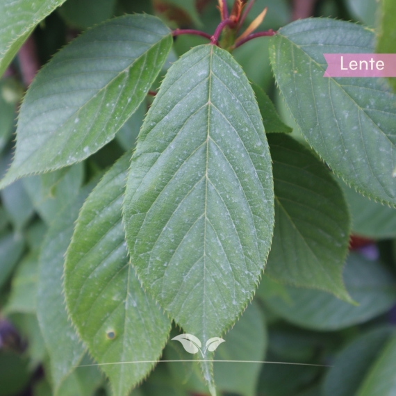 Prunus serrulata Kanzan | Gardline