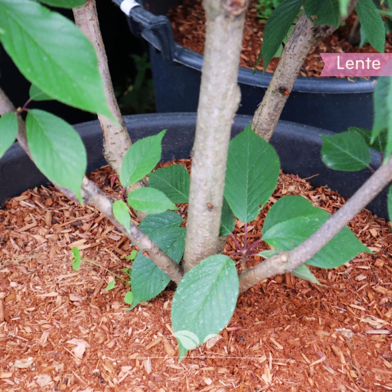 Japanse Sierkers Kanzan - Prunus serrulata Kanzan - meerstammig | Gardline