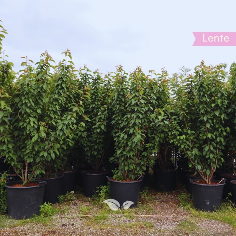 Japanse Sierkers Kanzan - Prunus serrulata Kanzan - meerstammig | Gardline