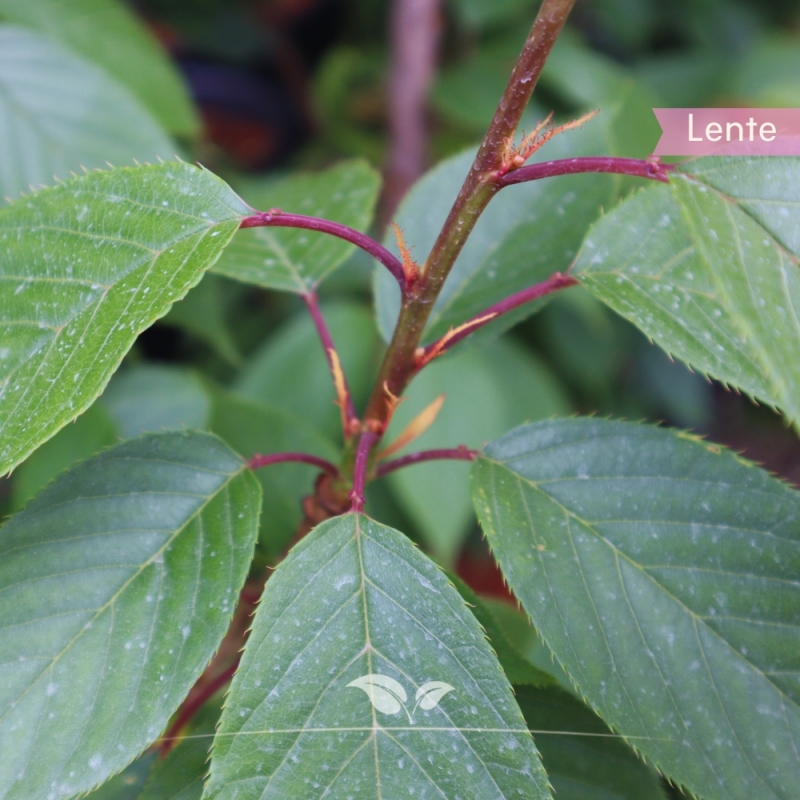 Japanse Sierkers Kanzan - Prunus serrulata Kanzan - meerstammig | Gardline