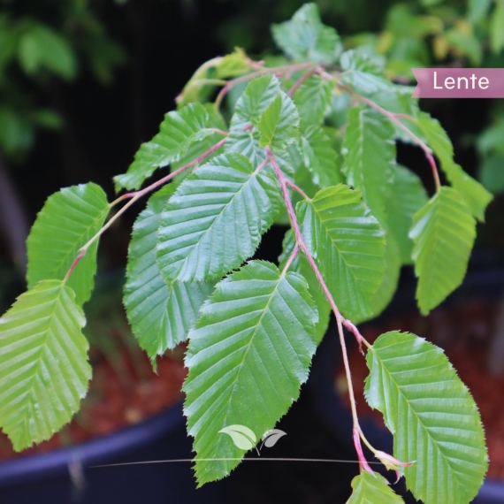 Carpinus betulus | Gardline