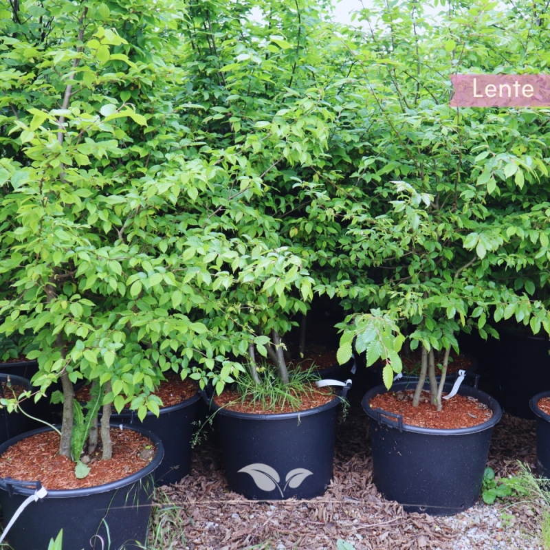 Haagbeuk - Carpinus betulus - meerstammig | Gardline