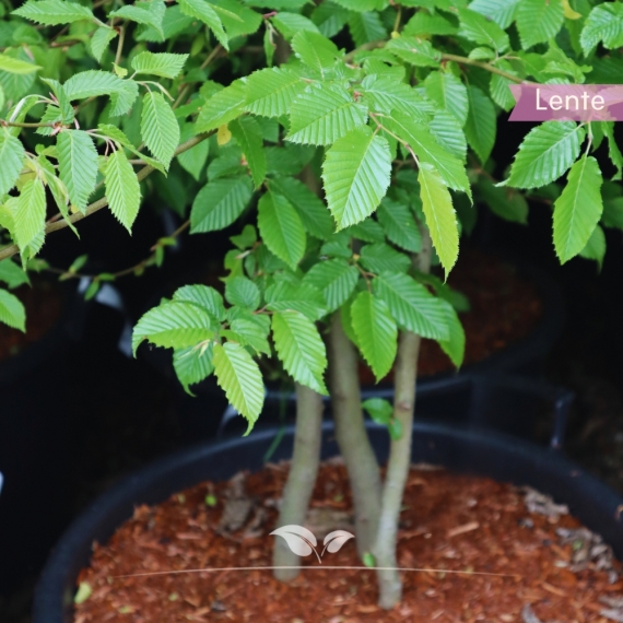 Carpinus betulus | Gardline